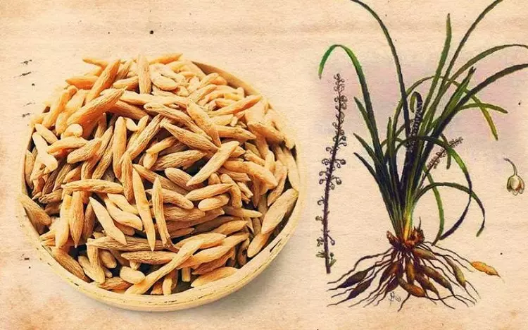 cây mạch môn