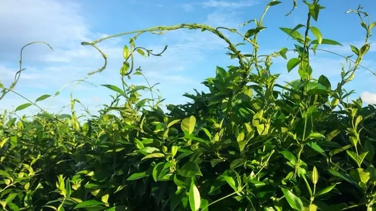 dây thìa canh