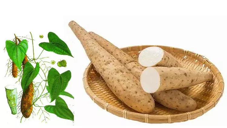 củ hoải sơn