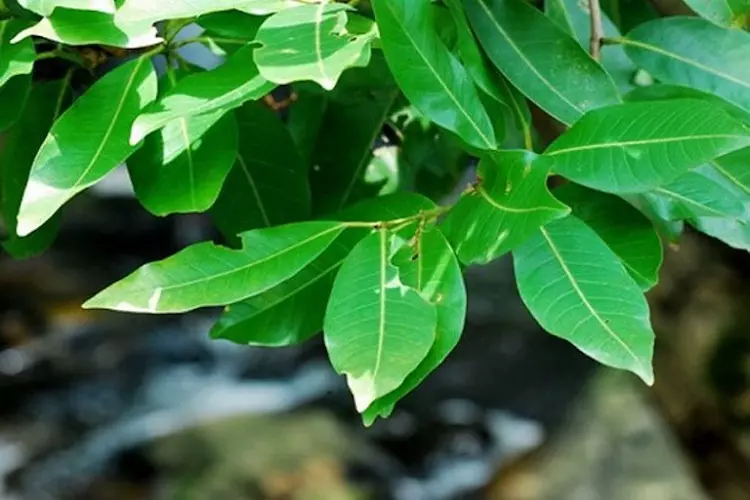 lá vối