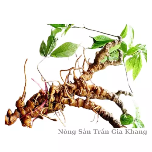 sâm ngọc linh