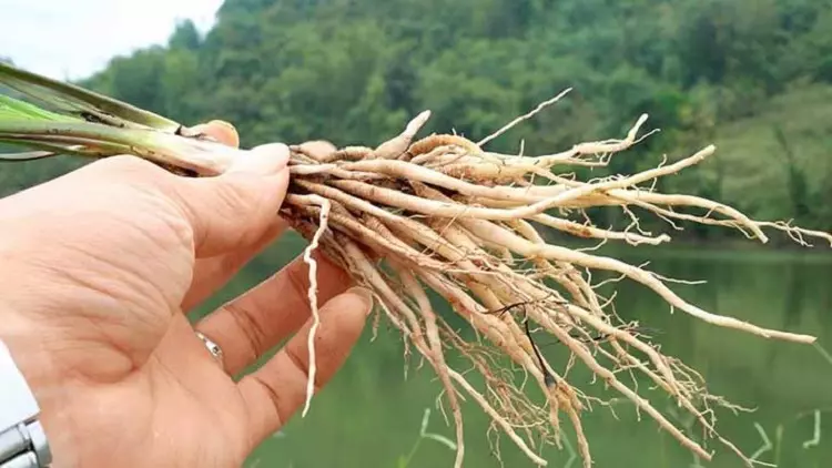 sâm tiên mao có tác dụng gì