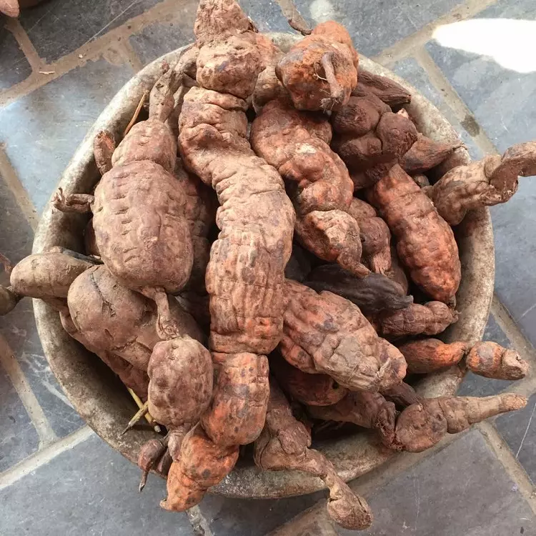 hà thủ ô đỏ