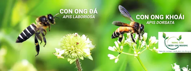 Phân biệt ong khoái và ong đá