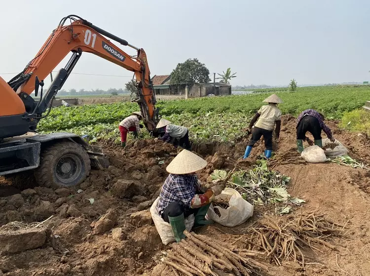 Mua củ ngưu báng tươi ở đâu