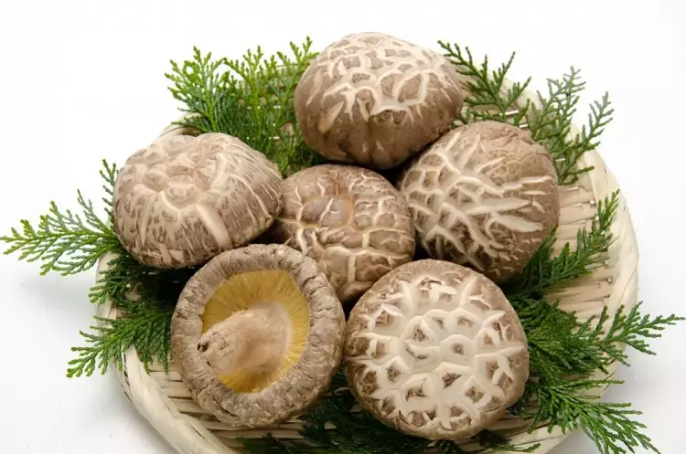 Nấm shiitake mushroom