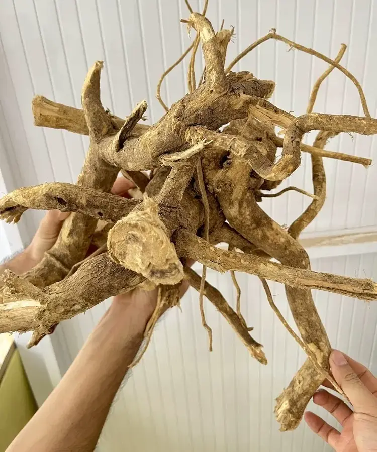 Rễ xáo tam phân