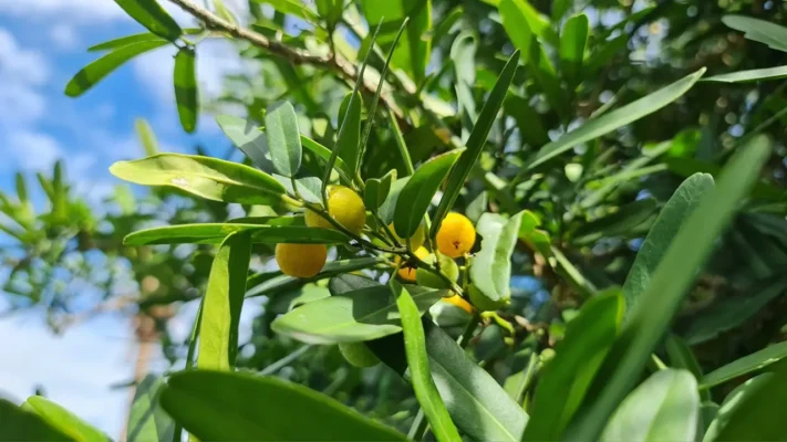 Tác dụng của xáo tam phân