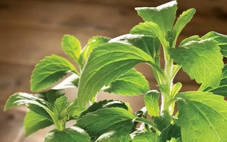 Cỏ ngọt Stevia