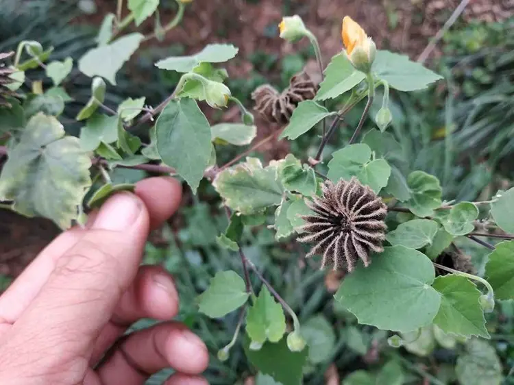 công dụng cây cối xay