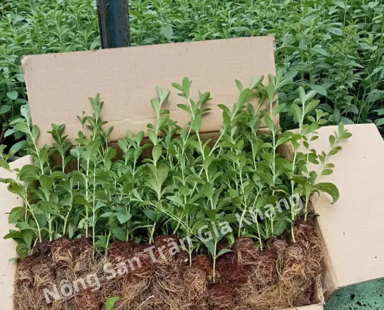 Hạt giống cỏ ngọt