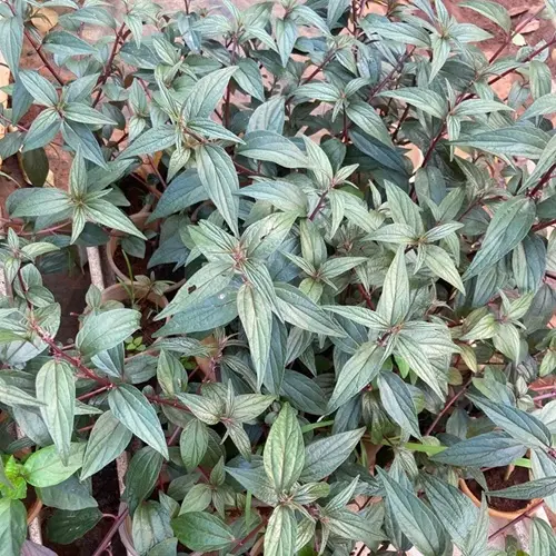 Cây thuốc dòi tía