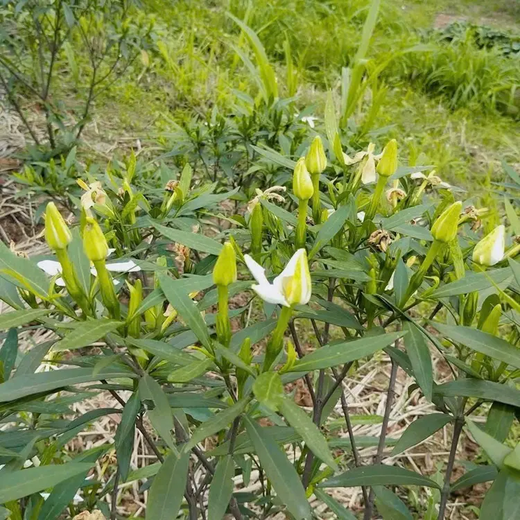 Cây dành dành lá kim