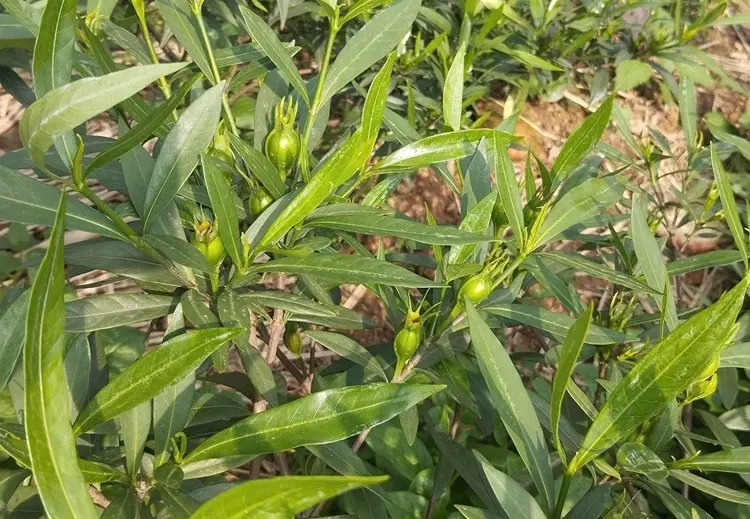 Quả dành dành tươi